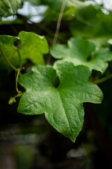 Fresh organic Smooth Loofah or Luffa cylindrica in a hand.The leaves of Luffa cylindrica have a bitter,The fruit of Luffa cylindrica has a sweet taste