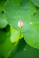Nelumbo nucifera are large with a diameter of up to 60 cm, while the largest flowers Nelumbo...