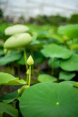  lotus of the Nile.the flowers, fruits, and sepals of both Nelumbo nucifera have been widely depicted as architectural forms in places