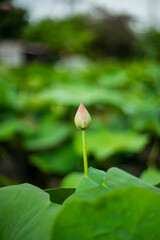  lotus of the Nile.the flowers, fruits, and sepals of both Nelumbo nucifera have been widely depicted as architectural forms in places