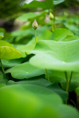  lotus of the Nile.the flowers, fruits, and sepals of both Nelumbo nucifera have been widely depicted as architectural forms in places