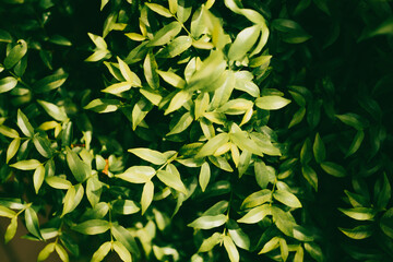  first glance resembles an apricot flower, so it is called apricot,Wrightia religiosa, fragrant...