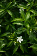 Murraya paniculata is oval shaped with a slightly pointed nose, the same size as an oval (winter durian), when Murraya paniculata ripe it is crimson red. The laurel species of Murraya paniculata