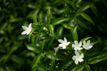 Murraya paniculata is oval shaped with a slightly pointed nose, the same size as an oval (winter durian), when Murraya paniculata ripe it is crimson red. The laurel species of Murraya paniculata