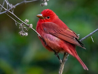 Red Bird Summer Tanager