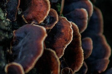 parque ecologico chipinque, monterrey, nuevo leon hongo