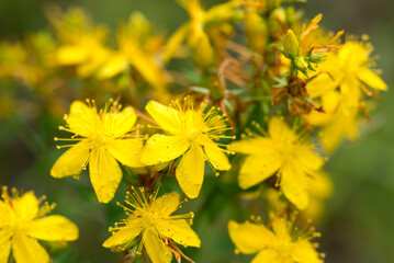 St John's wort,.Hypericum perforatum yellow flowers closeup selective focus