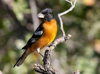 Bird on Branch