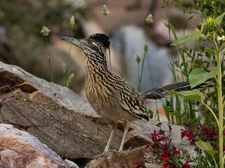 Roadrunner