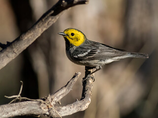 Warbler Bird on Branch