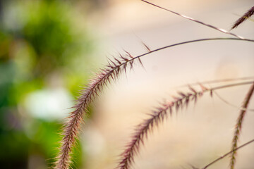 Pennisetum purpureum are often used as food supplements.ennisetum purpureum rarely lasting 1 or 2 years. Pennisetum purpureum leaves grow alternately,