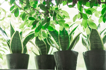  Sansevieria trifasciata discard any water that accumulates in the saucer. Your Sansevieria prefers a dry environment. Sansevieria trifasciata is an ornamental plant, Sansevieria trifasciata often gro