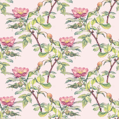 Seamless pattern with watercolor flower dog rose on pink background. Hand-drawn summer branch with green leaves and wild rose hip. Botanical nature art for tea wallpaper or wrapping for kitchen