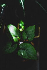 leaf from someone else's book,” both expressions for spiritual growth.Leaves. Leaf Doodle. A person constantly drawing leaves suggest that they are sharp and eager to take on more tasks 