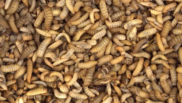 Insects to convert food waste into sustainable products including: an alternative protein for use in livestock and aquaculture feed, a natural oil for use in animal feed, and an organic soil enhancer