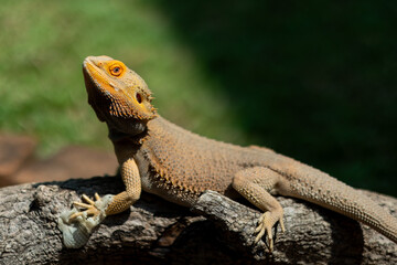 bearded dragon on ground with blur background