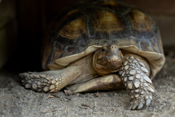 Sucata tortoise on the ground