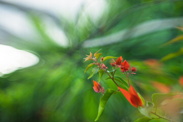 flower of the Bougainvillae is small and Bougainvillae generally white, but each cluster of three flowers is surrounded by three or six bracts,Bougainvillea glabra is sometimes