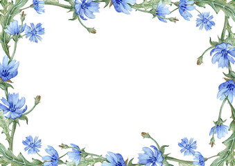 Floral watercolor frame with blue chicory flowers and green leaves. Hand drawn 