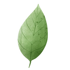 tropical leaf