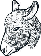 Vintage hand drawn sketch of donkey head