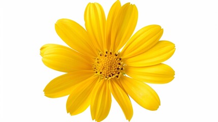 Obraz premium A lone yellow daisy with a vivid center, perfectly isolated on a white background, highlighting its bright and cheerful appearance