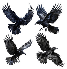 Obraz premium Birds flying ravens isolated on white background Corvus corax. Halloween - mix four birds.png
