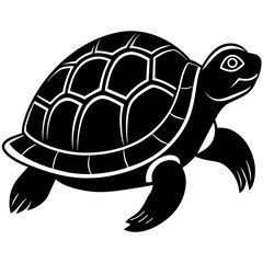 turtle illustration