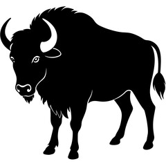 black and white bull