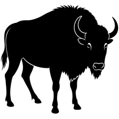 black and white bull