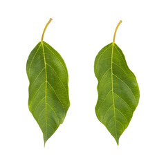 Fresh green cluster fig leaves isolated on transparent background