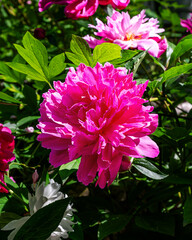 Obraz premium Closeup of beautiful hot pink Peony flower 