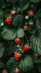 Fototapeta premium Wallpaper of Strawberry Garden with Vibrant Color