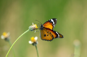 butterfly feeding on local flowers showing its long proboscis