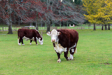 cows in a field