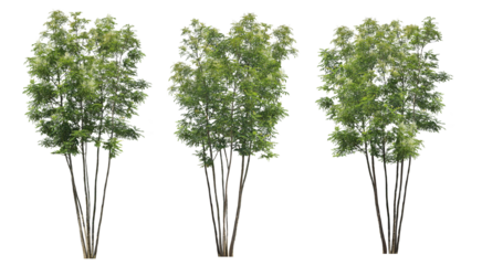 シマトネリコ3本セット樹木切り抜きセット透過PNG背景白