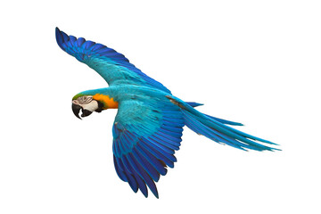 Colorful flying Blue and Gold Macaw parrot isolated on transparent background png file