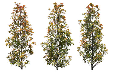 レッドロビン3本セット樹木切り抜きセット透過PNG背景白