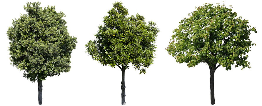 ヤマモモ,タブノキ,ヤマボウシ鳥瞰樹木切り抜きセット透過PNG背景白