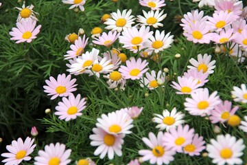 A field of delicate pink and white daisies with yellow centers, arranged in a dense array against lush green foliage. The flowers have intricate petals that give them an elegant appearance.