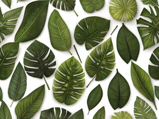 Fototapeta premium leaves of different ornamental plants as well as the monstera plant
