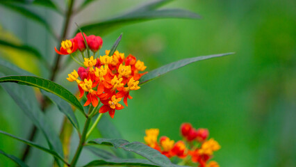 Asclepias curassavica (tropical milkweed, bloodflower or blood flower, cotton bush). Asclepias curassavica contains several cardiac glycosides