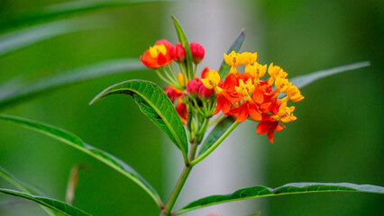 Asclepias curassavica (tropical milkweed, bloodflower or blood flower, cotton bush). Asclepias curassavica contains several cardiac glycosides