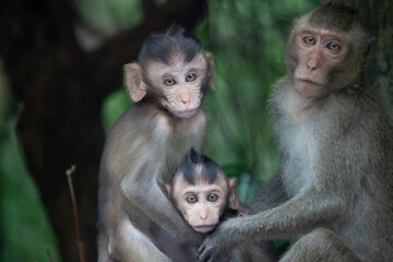 Fototapeta premium 可愛いサル