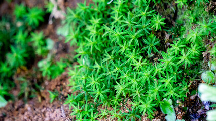 Timmia megapolitana (Indian feather moss, warrior moss). Many species of moss are used for medicinal purposes
