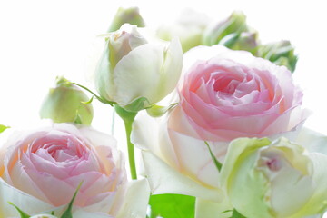 淡いピンクのバラの花