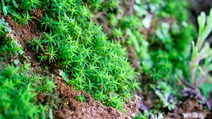 Timmia megapolitana (Indian feather moss, warrior moss). Many species of moss are used for medicinal purposes