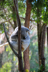 koala in tree
