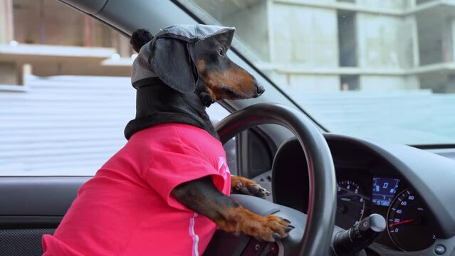 Dachshund dog in cap drives car, controls car, looks attentively road, drives along construction site Advertising of driving school, car simulator, automatic transmission taxi driver on carsharing
