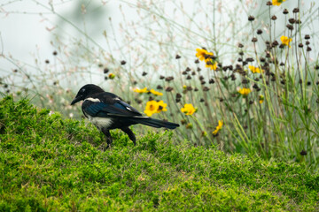 View of the magpie walking on the grass 